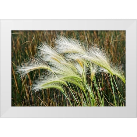 Jones, Adam 14x11 White Modern Wood Framed Museum Art Print Titled - Foxtail grasses-Mono Lake-Tufa State Natural Reserve-California