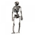 thumbnail image 2 of 5.5" Skeleton Full Body Realistic Human Bones with Posable Joints for Halloween Posable Skeleton Full Body Skeleton with Movable Joints for Haunted House Props Decorations, 2 of 8