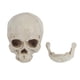thumbnail image 1 of 1pc White Resin Human Skull Lifesize Drawing Model Replica Drawing Party Ornament, 1 of 4