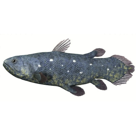 Coelacanth fish was thought to be extinct but several living specimens have found to still exist in tropical seas Poster (Best Tropical Fish To Have)