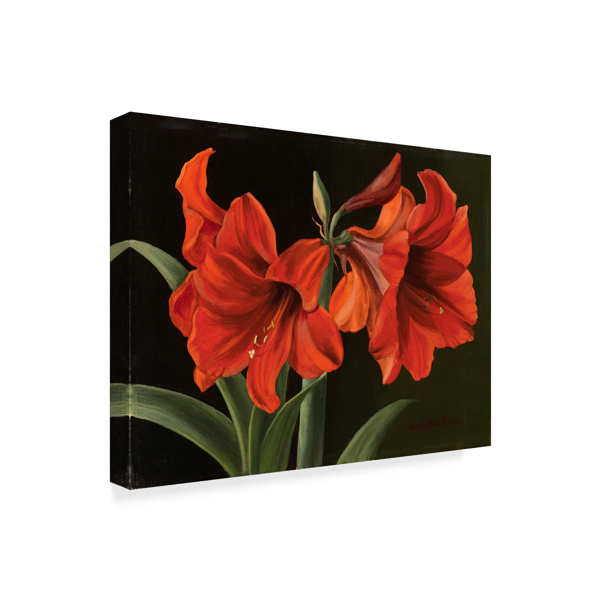 Trademark Fine Art 'Amaryllis Red Flowers' Canvas Art by Christopher Pierce