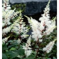 thumbnail image 2 of Rock and Roll Astilbe - White Blooms - Shade Perennial -Live Plant - Gallon Pot, 2 of 2