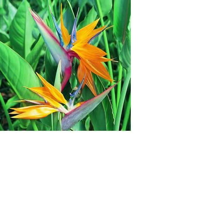 Bird of Paradise Hawaiian Starter Plant - Approx. 4 - 6 Inches - Potted in a 2.5 Inch Container - No