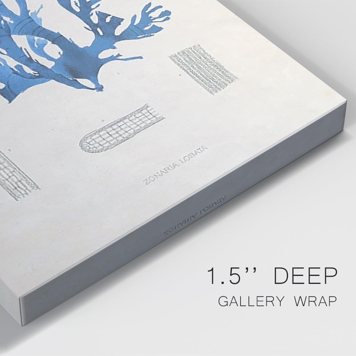 Blue Marine Algae IX Premium Gallery Wrapped Canvas - Ready to Hang