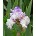 thumbnail image 2 of Autumn Tryst Reblooming Bearded Iris - 1 Rhizome, 2 of 3