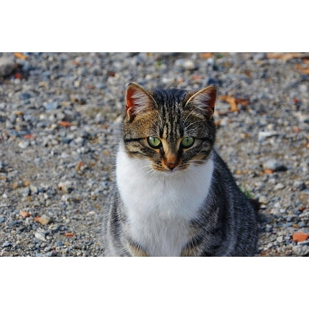 Peel-n-Stick Poster of Cat Nose Cat Cat's Eyes Cat Face ...