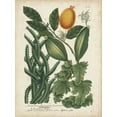 thumbnail image 2 of Weinmann 12x14 White Modern Wood Framed Museum Art Print Titled - Exotic Weinmann Botanical III, 2 of 4
