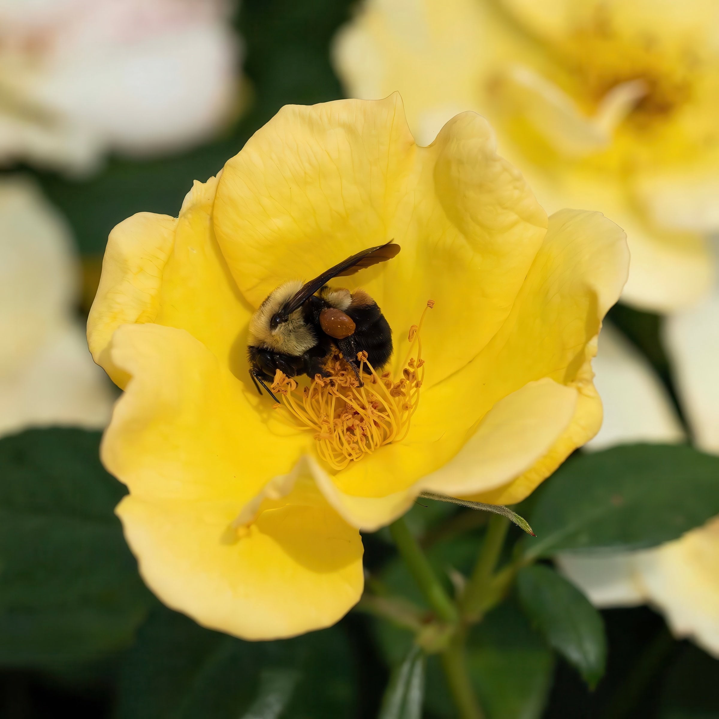 National Plant Network 3 gal. Knock Out Rose Easy Bee-zy