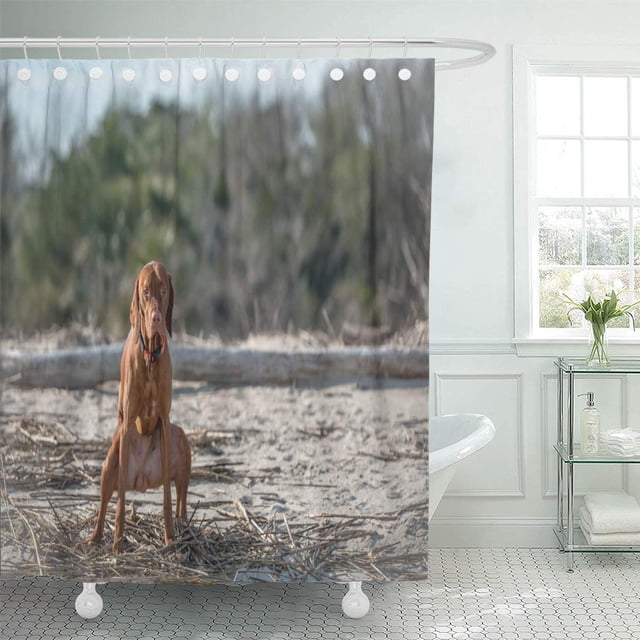 CYNLON Brown Poop Young Hungarian Vizsla Hound Dog Pooping at Bathroom ...
