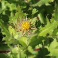 thumbnail image 2 of Blessed Thistle Seeds - Cnicus Benedictus Herb Seed - 200 Seeds, 2 of 4