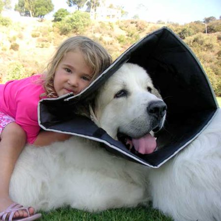 The Comfy Cone Extra Large For Necks 21 To 25 Inches Walmart Com