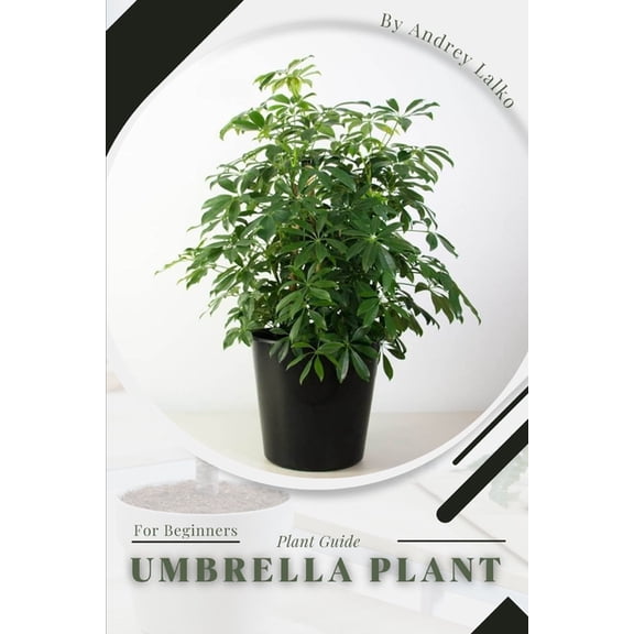 Umbrella plant: Plant Guide