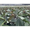 thumbnail image 3 of Nature's Way Farms Philodendron Rojo Congo Live Plant (25-30 in. Tall) in Grower Pot, 3 of 3