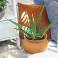 thumbnail image 3 of Altman Plants 20" Live Aloe Vera Plant in 1 Gal. Grower Pot Easy Care Large Succulent, 3 of 11