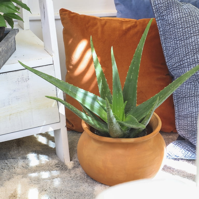 lp aloe vera Aloe Vera Syrup
