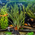 thumbnail image 4 of Simulación de plantas subacuáticas, tanque de peces, decoración de acuario de hierba de agua de plástico falso Hugtrwg Para estrenar, 4 of 8