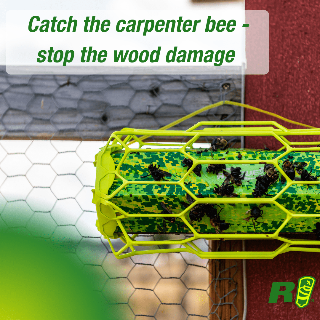 RESCUE! Carpenter Bee Trapstik Bee and Wasp Trap, 1 Pack