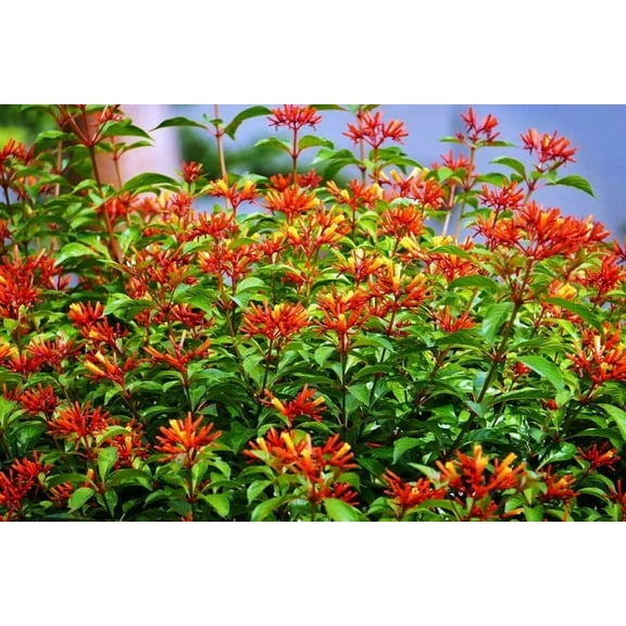 Firebush Dwarf I 1 Live Quart Size Plant I Hamelia Patens Compactal Vibrant Red-Orange Blooms, Low-Maintenance, Heat-Tolerant, Perfect for Small Gardens and Containers