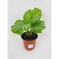 thumbnail image 2 of Bumble Plants Calathea Orbifolia - Full Live Colorful Houseplant in Nursery Pot, Easy Care, Indoor Plant for Beginners, 2 of 11