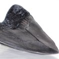 thumbnail image 4 of Master Replicas Group MR-MRP-MT Premium Fossil Replicas - Megalodon Tooth with Case, 4 of 4