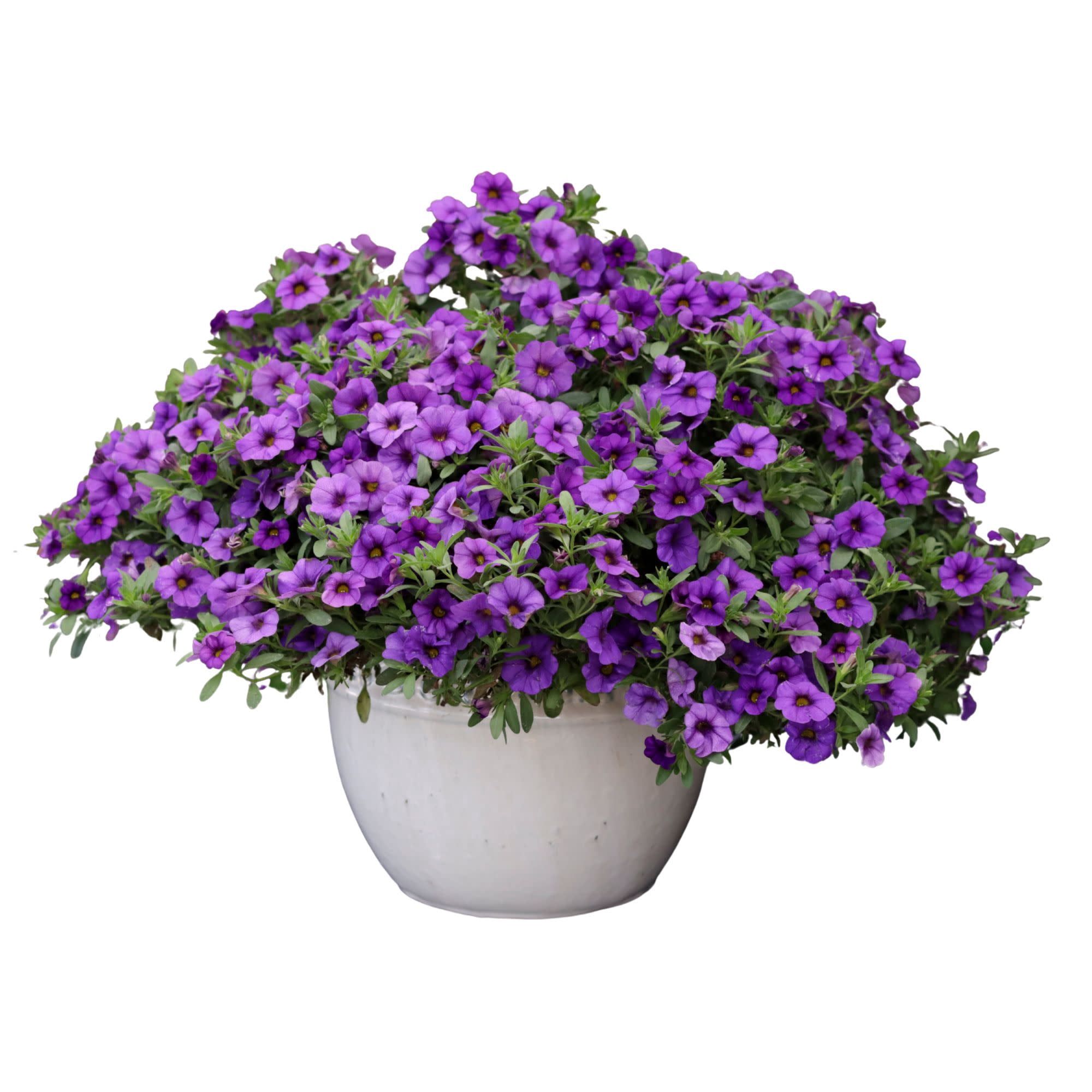 Proven Winners 4" Superbells Blue Calibrachoa Live Plant in 4.25" Pot (4 Count)