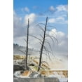 thumbnail image 2 of Jones, Adam 17x24 White Modern Wood Framed Museum Art Print Titled - Black tree trunks and colorful terrace-Mammoth Hot Springs-Yellowstone National Park-Wyoming, 2 of 4