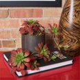 thumbnail image 2 of Vickerman FA170101 Burgundy &amp; Green Atropurpureum Succulent, 2 of 3