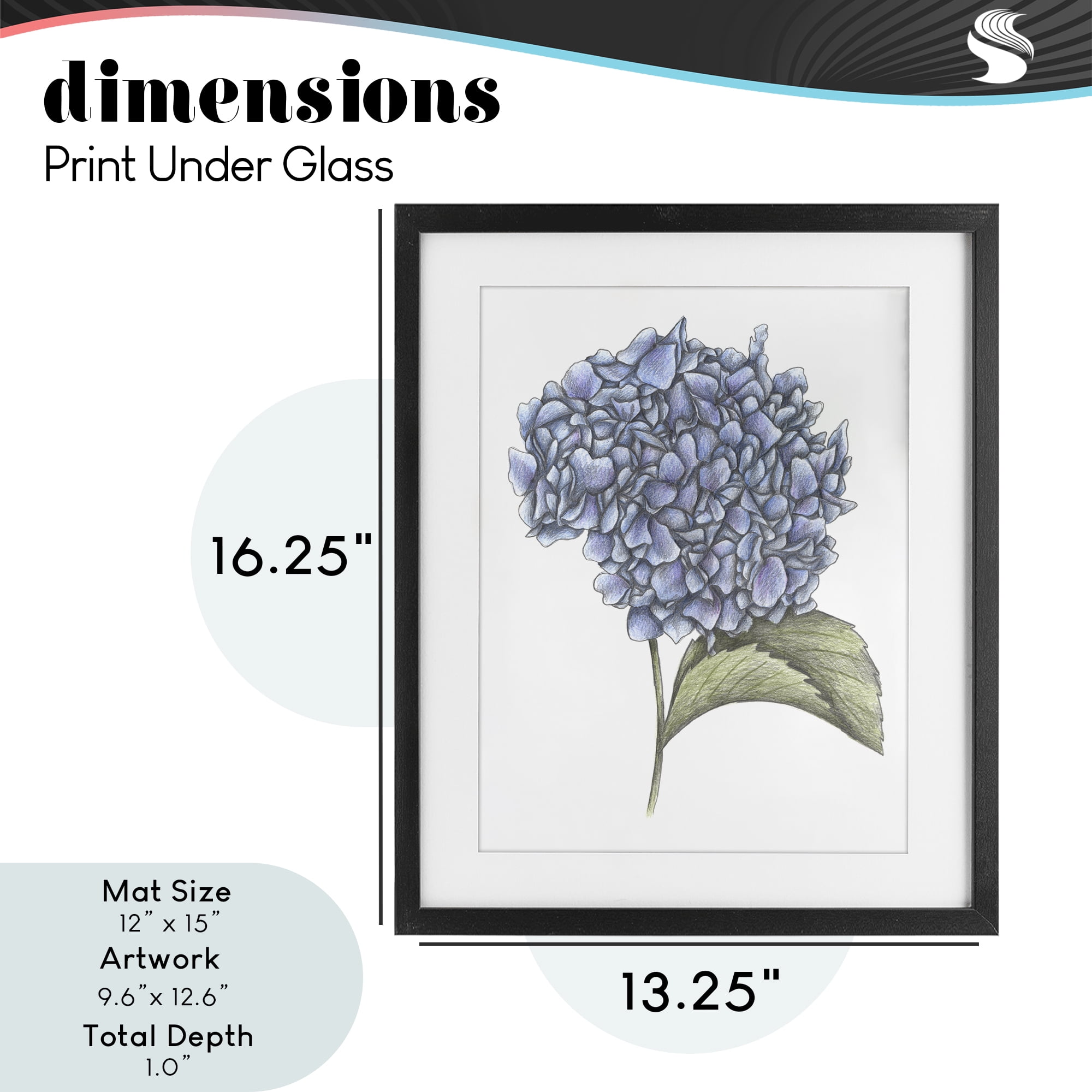 Hydrangea Sketch Blossom Black Framed Print Under Glass, design by Cecilia Battaini