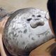 thumbnail image 4 of Chubby Blob Seal Pillow,Stuffed Cotton Plush Animal Toy, 4 of 5