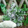 thumbnail image 3 of Set of 3 Blue Rosemary Plants Live, 4-8" Tall Fragrant Rosemary Herb Plant for Outdoor Garden and Containers, Well-Rooted Plants, 3 of 6