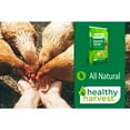 thumbnail image 5 of (2 pack) Healthy Harvest Scratch Grain Treat for Mature Chickens, 40 lb Bag, 5 of 6