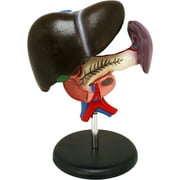 Vision Scientific Liver Model
