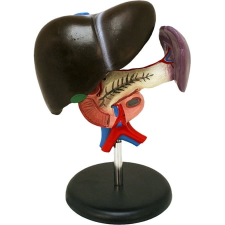 Vision Scientific Liver Model
