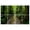 Color 1, variant on 8 Pack Art Acoustic Panels Sound Absorbing Horseshoe Falls Mt Field National Park Tasmania Australia jungle trees Decorative Soundproof Wall Panels Self Adhesive for Recording Studios Office 48"x32"