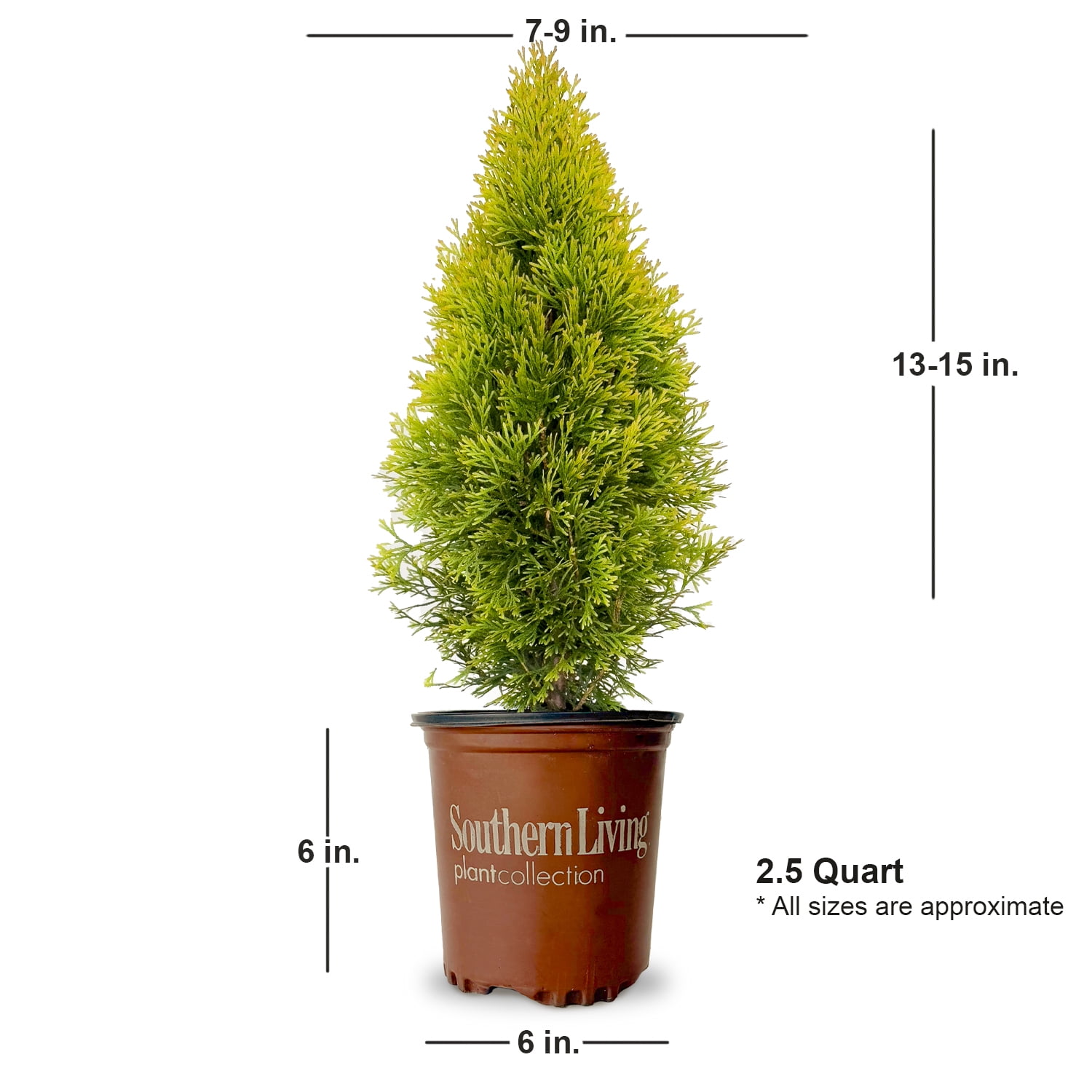2.5 qt. Highlights Arborvitae (Thuja) Live Conifer Evergreen Tree, Yellow and Green Foliage