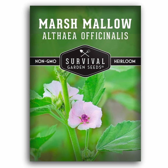Marsh Mallow Seeds - Rare Medicinal Herb - Heirloom Perennial Full Sun - 1 Pack