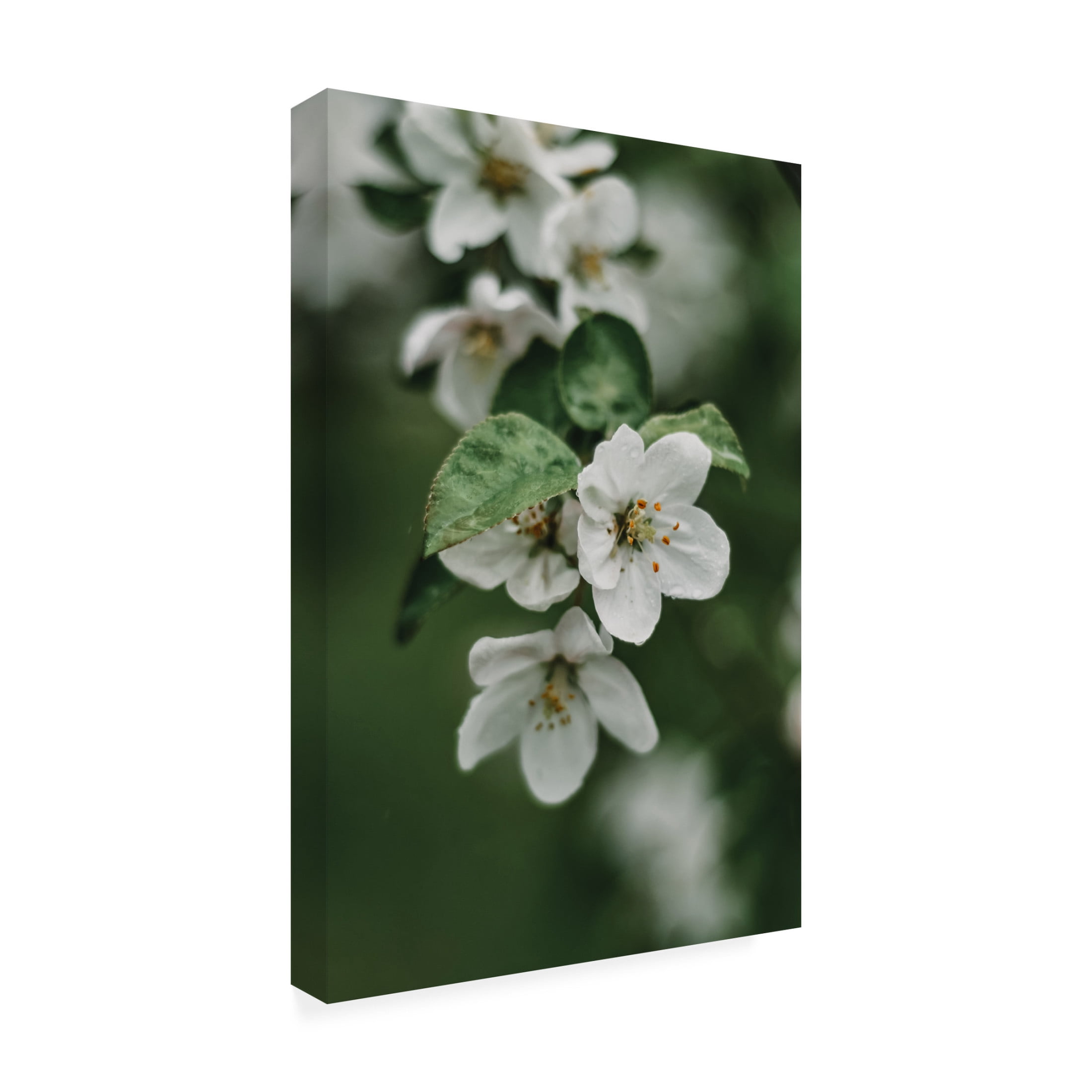 Trademark Fine Art Eva Bronzini Spring Series - Apple Blossoms in the Rain 4 12 Canvas Wall Art