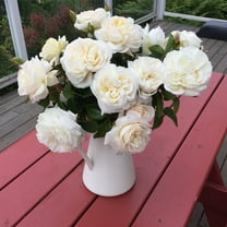 Heirloom Roses 15" White Rose Live Plant in Grower Pot