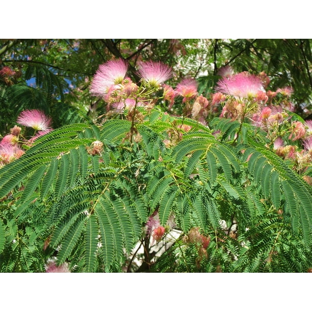 Pink Silk Tree Persian Silk Tree Albizia Julibrissin Inch By 30 Inch Laminated Poster With Bright Colors And Vivid Imagery Fits Perfectly In Many Attractive Frames Walmart Com Walmart Com