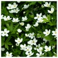 thumbnail image 2 of Everwilde Farms - 1 lb Canada Anemone Native Wildflower Seeds - Gold Vault Bulk Seed Packet, 2 of 2