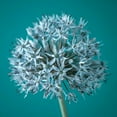 thumbnail image 2 of Frank, Assaf 20x20 White Modern Wood Framed Museum Art Print Titled - AF20100605 Alliums 151C07, 2 of 4