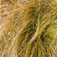 thumbnail image 3 of Carex Seed - Orange Sedge Ornamental Grass Seeds - 400 Seeds, 3 of 5