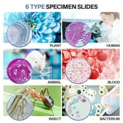 BEBANG 120Pcs Prepared Microscope Slides for Kids, Glass Microscope Slides with Specimens of Insect Plant Animal Bacteria Human Tissue Cell