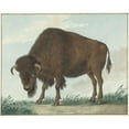 thumbnail image 2 of Isaac van Haastert 14x12 Black Ornate Wood Framed Double Matted Museum Art Print Titled: Bison (1808), 2 of 5