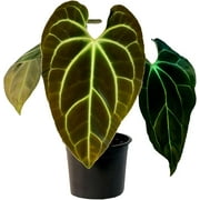 Anthurium Besseae by LEAL PLANTS ECUADOR Live Plants| Green Live House Plant for Indoors|Rare and Exotic Indoor Plants for Living Room|Anthuriums Live Plants |Besseae Heart Plant
