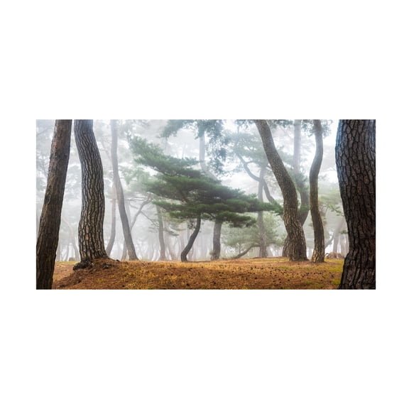 Canvas Wall Art - Jaeyoun Ryu 'In The Misty Pine Forest' Wall Art for Living Room, Bedroom, or Office D?cor by Trademark Fine Art - 19 x 10 Inches