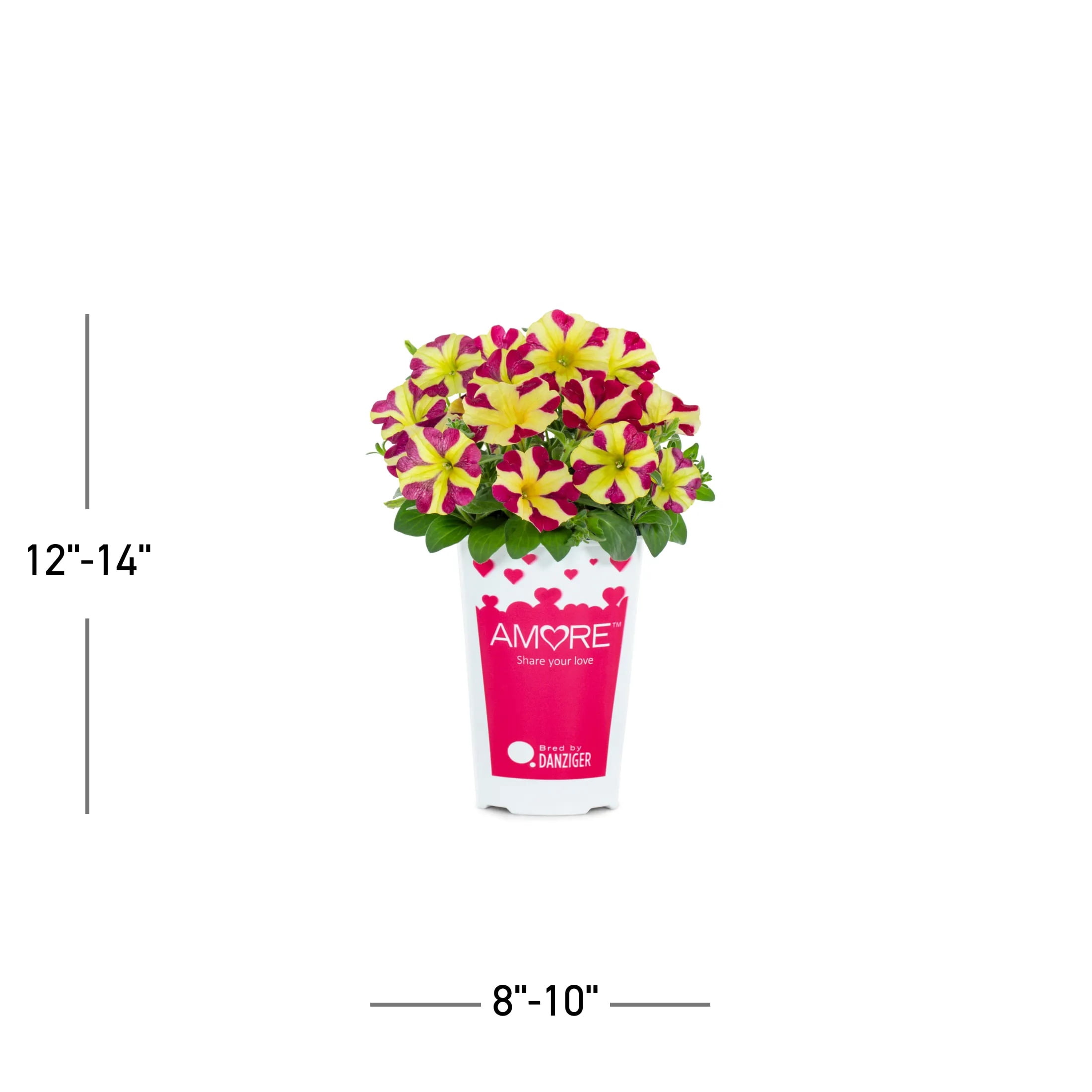 Amore 2QT Red Yellow Petunia Live Annual Plant Sun 3-Pack
