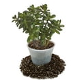 thumbnail image 2 of ⭐ Premium Jade Plant Potting Soil Mix - (2 Quart Bag), 2 of 5