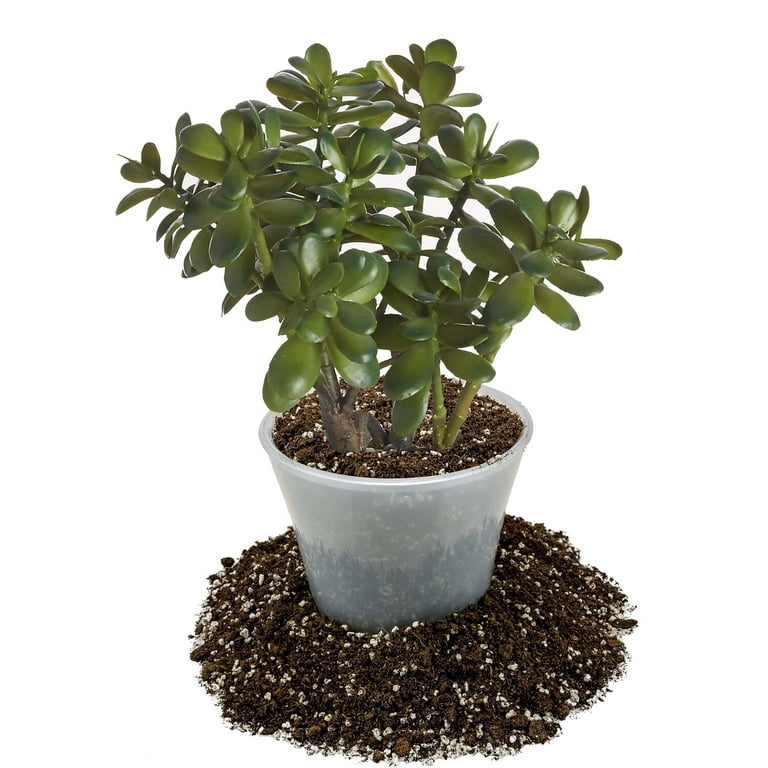 sea lavender plant care Sea Lavender