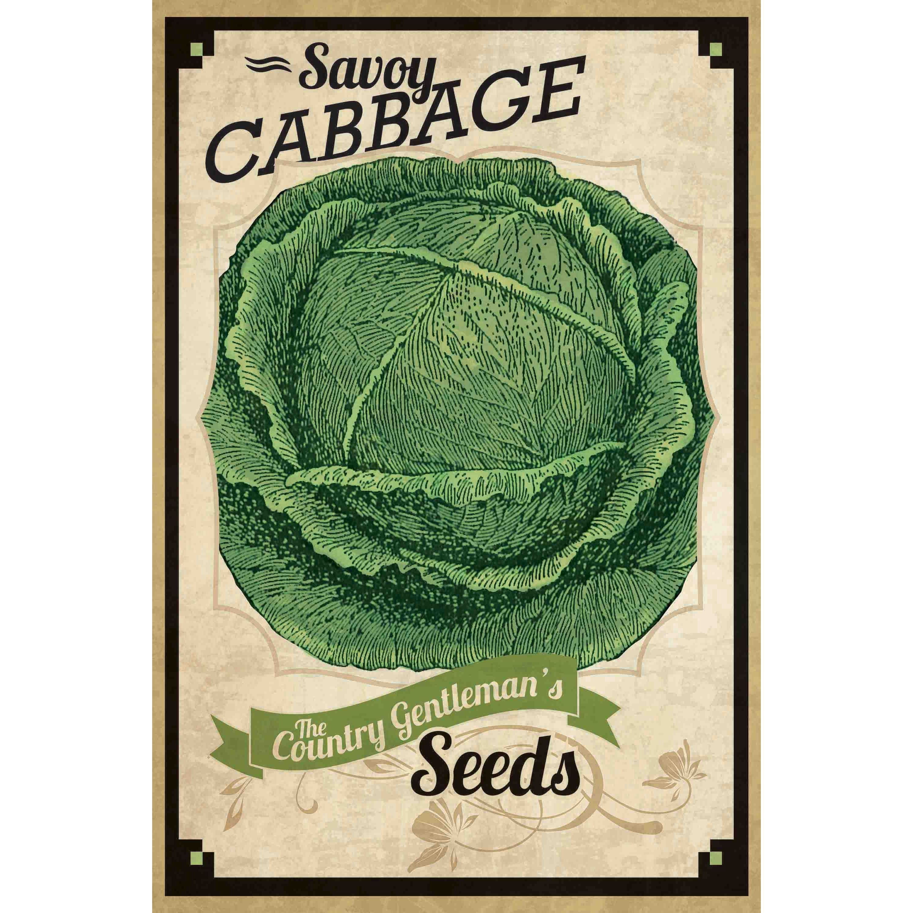 Marmont Hill "Seed Packet Cabbage" Painting Print on Canvas